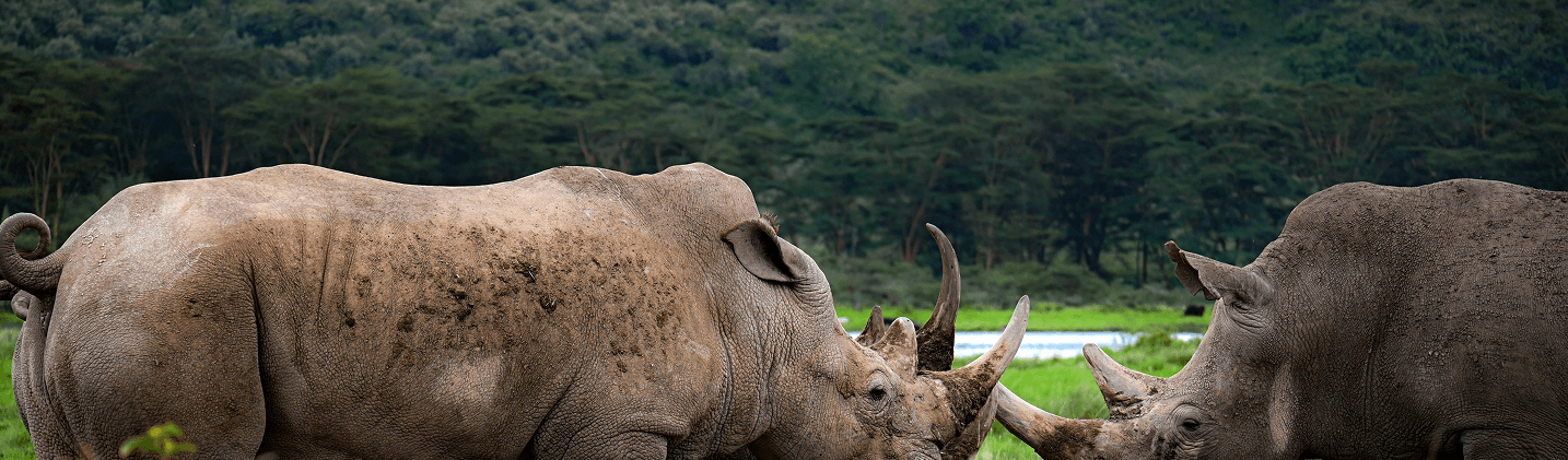Safari guide leading a group through the African savannah at golden hour