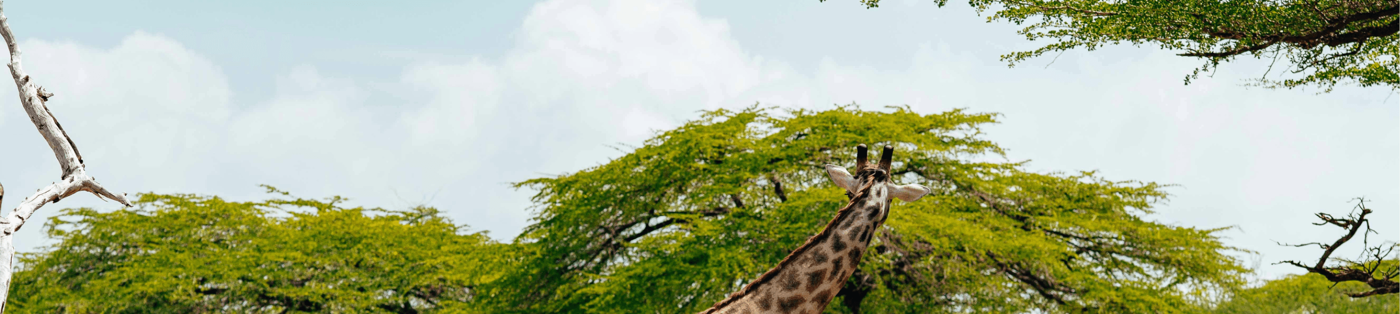 Safari guides in Africa