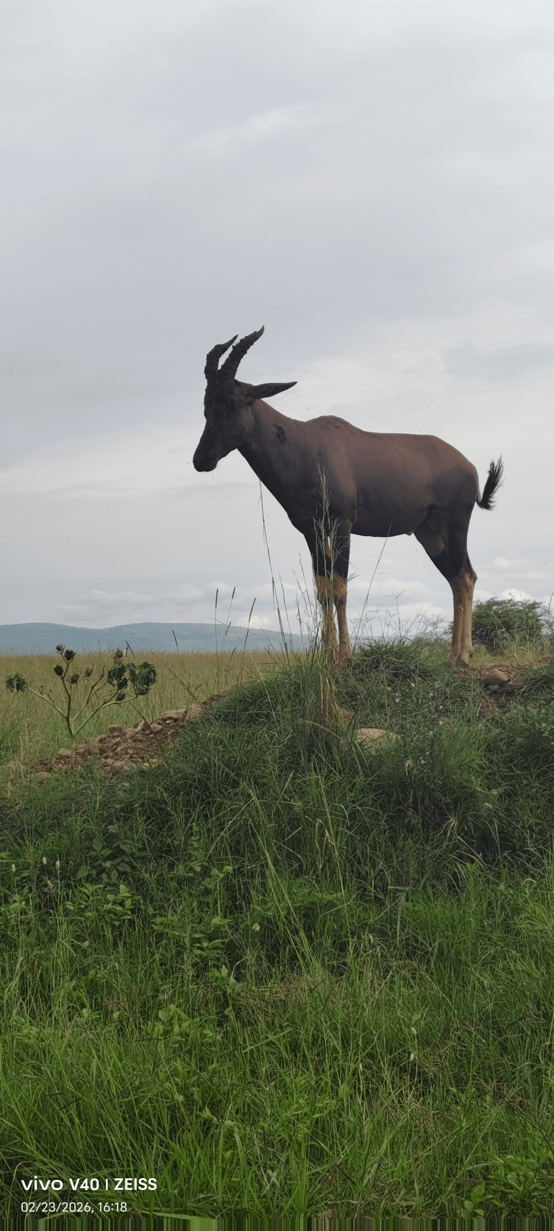 Topi in mara game reserve – by David Mwangi