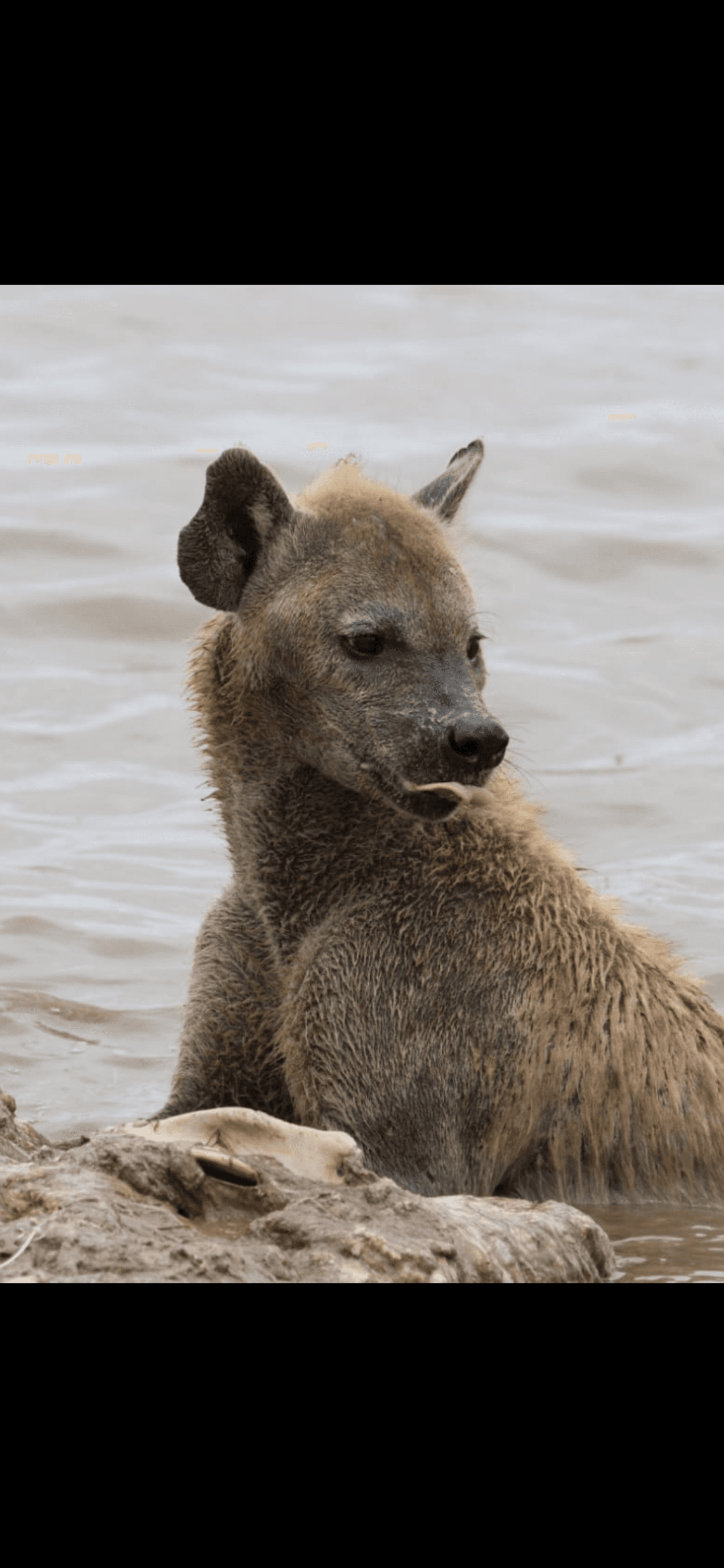 Spotted hyenas..the largest and most common hyena species in East Africa 🌍. They are highly efficient hunters,not just scavengers,with clan Cooperation enabling them to take down large prey like wildebeest and zebras #joinAfrica #teamNairobi #travelkenya #Wildlifephotography – by Amos Muchiri