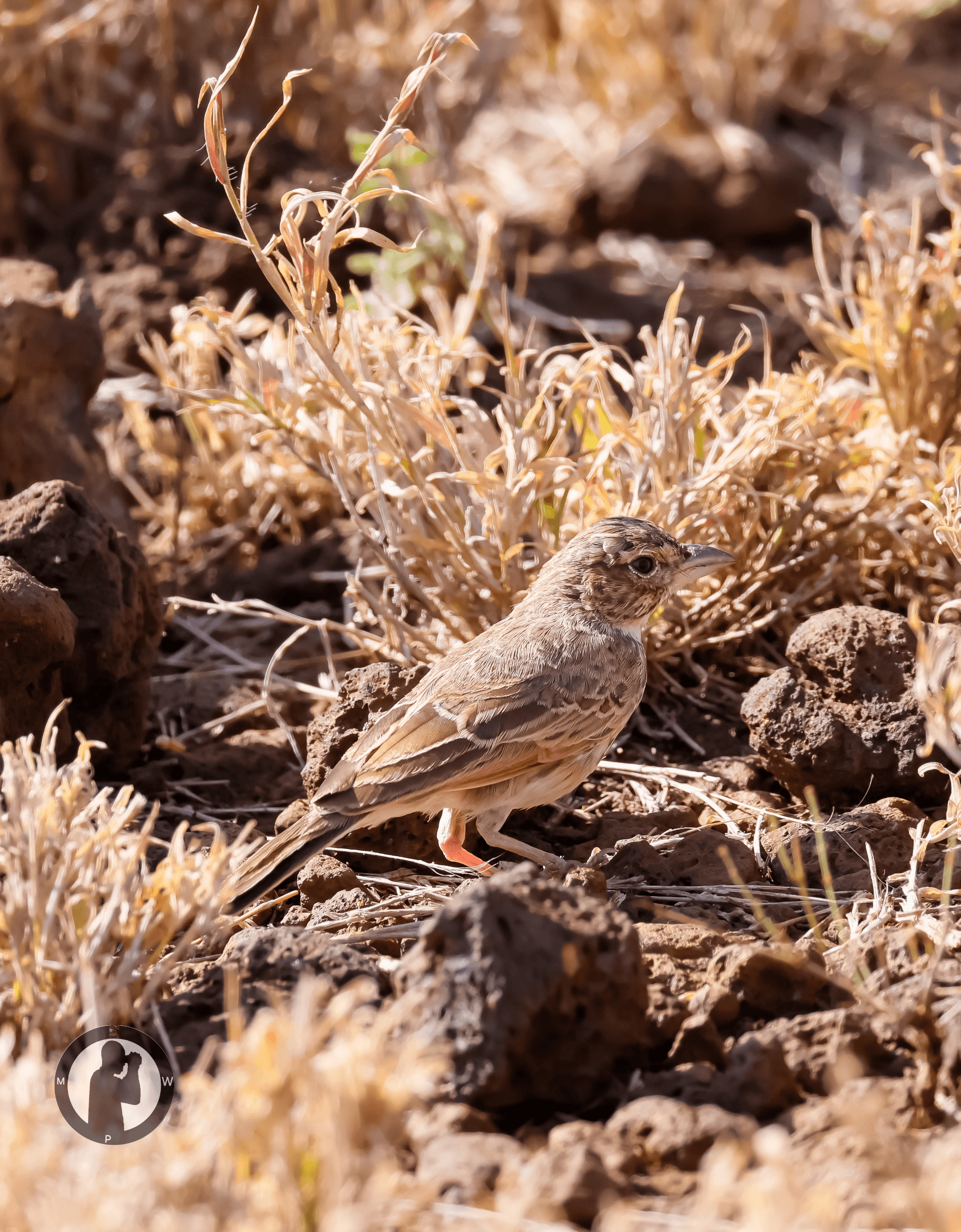 William's Lark
Ndomoru,Isiolo county,Kenya. – by Martin Wanjohi