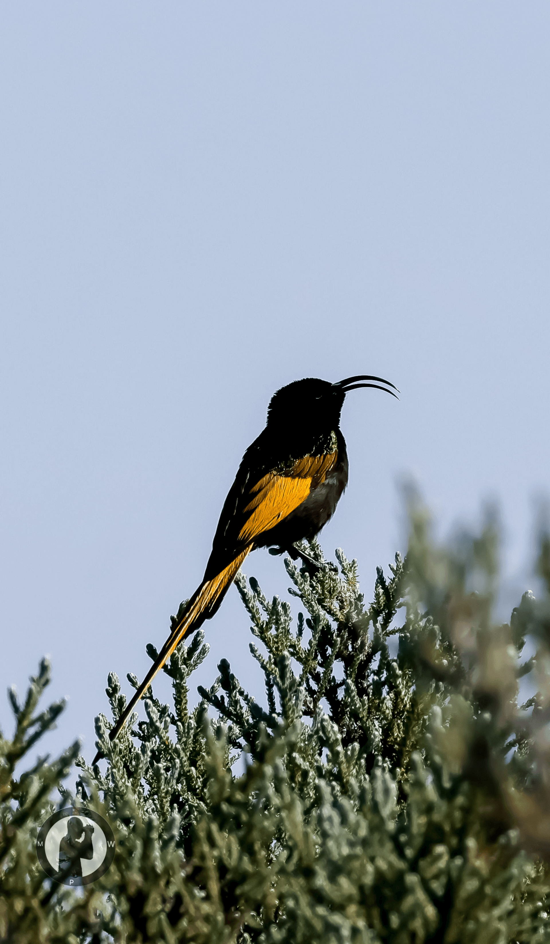 Male Golden-winged Sunbird
Aberdare Forest,Kenya. – by Martin Wanjohi