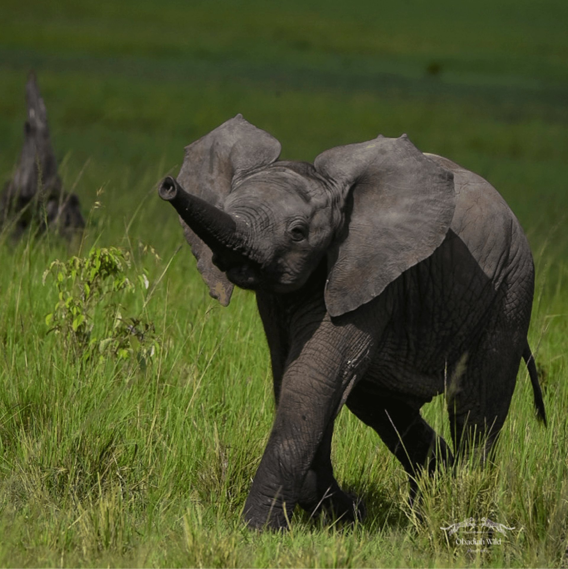An elephant calf catching up with mama – by Obadiah Muraya