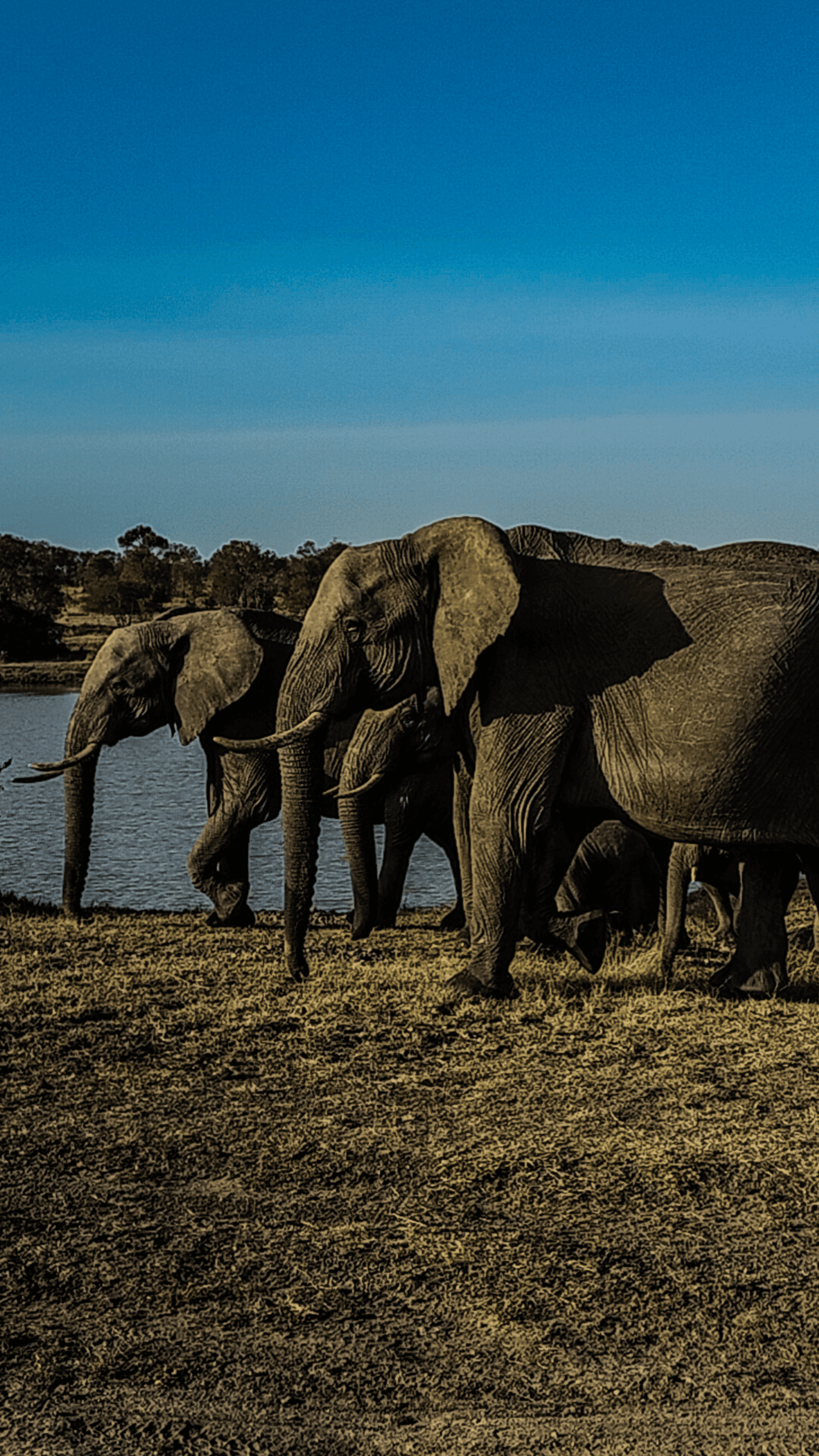 A family of elephants minutes after quenching thirst. – by Samuel Njoroge