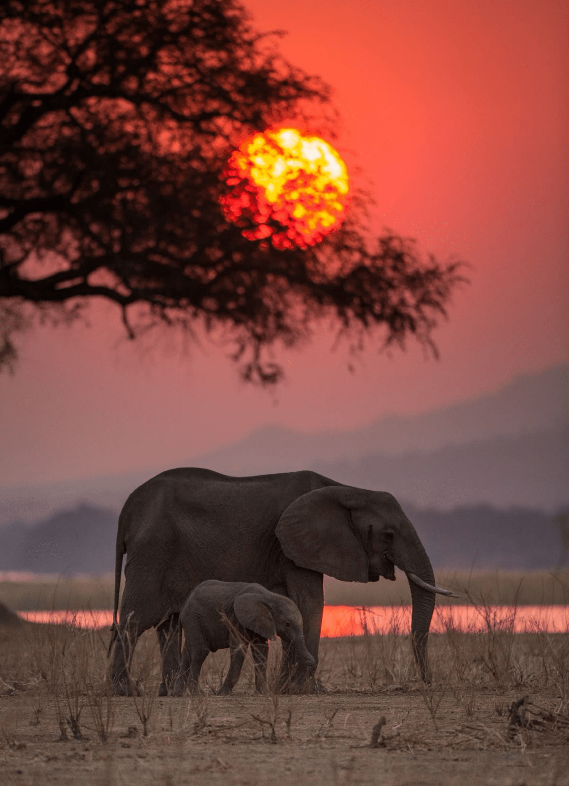 Mama Elephant & Baby Elephant – by Mercy Shikanda